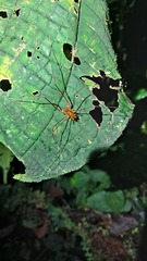 Ventrivomer ancyrophorus