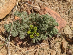 Lomatium mohavense