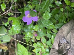 Heterotis rotundifolia