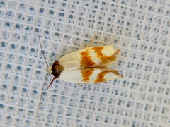 Antipterna trilicella