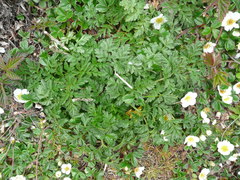 Conioselinum gmelinii