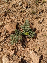 Lomatium mohavense