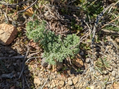 Lomatium mohavense