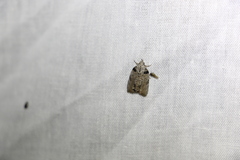 Etanna clopaea