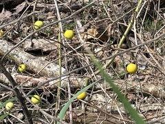 Solanum viarum