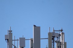 Columba livia
