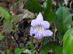 Bignonia callistegioides