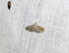 Araeopteron canescens