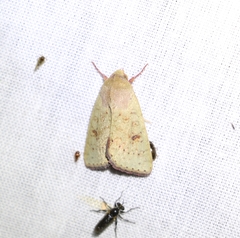 Australothis rubrescens