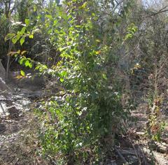 Ligustrum lucidum