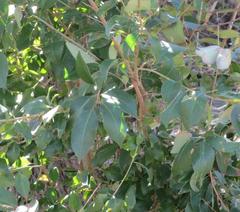 Ligustrum lucidum