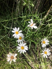 Athrixia angustissima