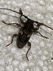 Aegomorphus circumflexus