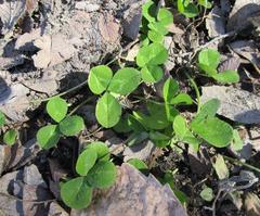 Trifolium repens