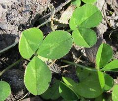 Trifolium repens