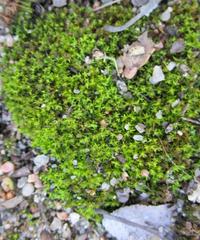 Bryophyta