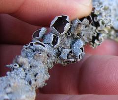 Punctelia graminicola