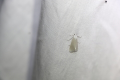 Tipanaea patulella