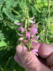 Abrus precatorius africanus