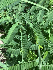 Abrus precatorius africanus