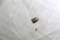 Etanna clopaea
