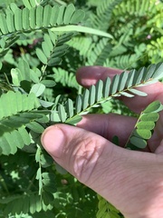 Abrus precatorius africanus