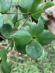 Alyxia magnifolia