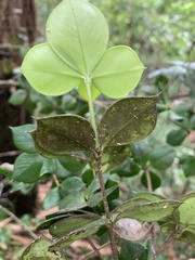 Alyxia magnifolia