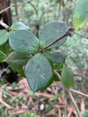 Alyxia magnifolia