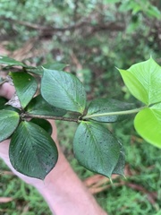 Alyxia magnifolia
