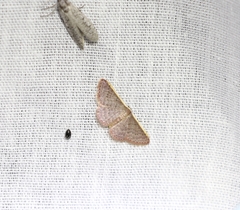 Idaea inversata