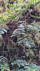 Marcgraviaceae
