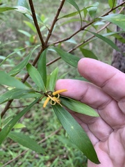 Persoonia iogyna
