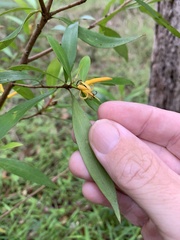 Persoonia iogyna