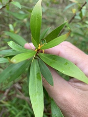Persoonia iogyna