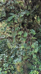 Marcgraviaceae