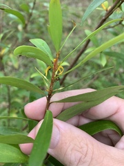 Persoonia iogyna