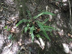 Asplenium ulbrichtii