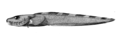 Pale Eelpout photo 2