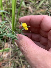 Crotalaria montana