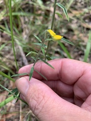Crotalaria montana