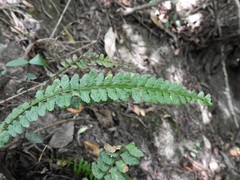 Asplenium ulbrichtii