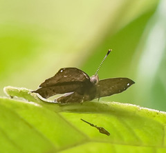 Voltinia cebrenia