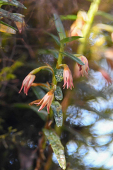 Maxillaria dendrobioides