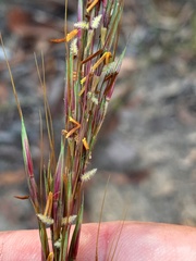 Chrysopogon fallax