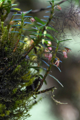 Maxillaria dendrobioides
