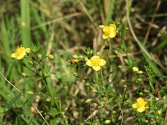 Scoparia montevidensis