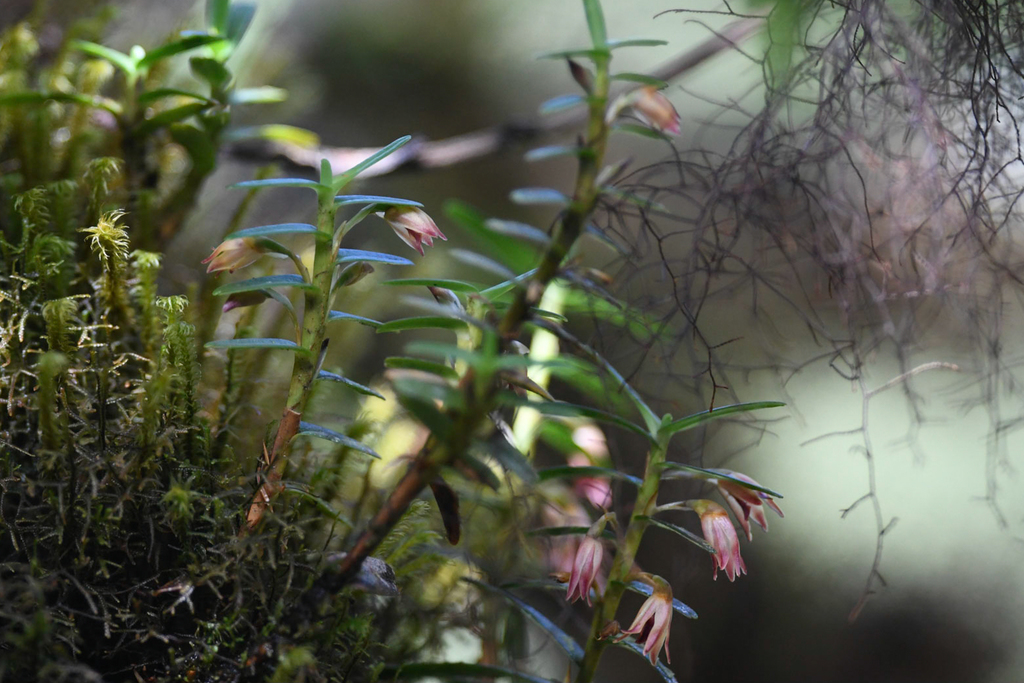 Maxillaria dendrobioides