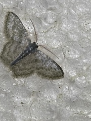 Chloropteryx opalaria