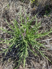 Eryngium pendletonense